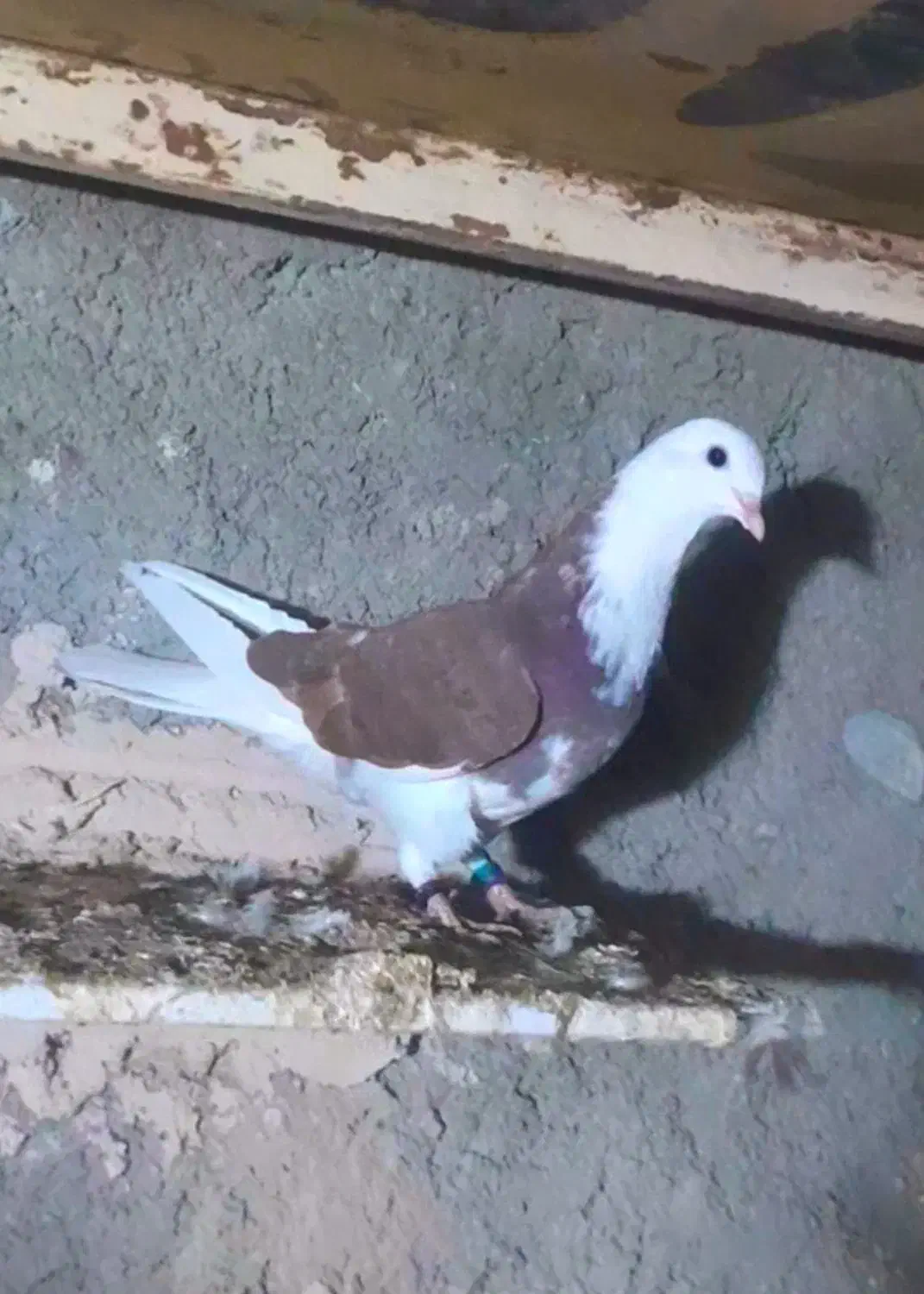 مجسمه تندیس ماکت کبوتر|مجسمه، تندیس، ماکت|زابل, |دیوار