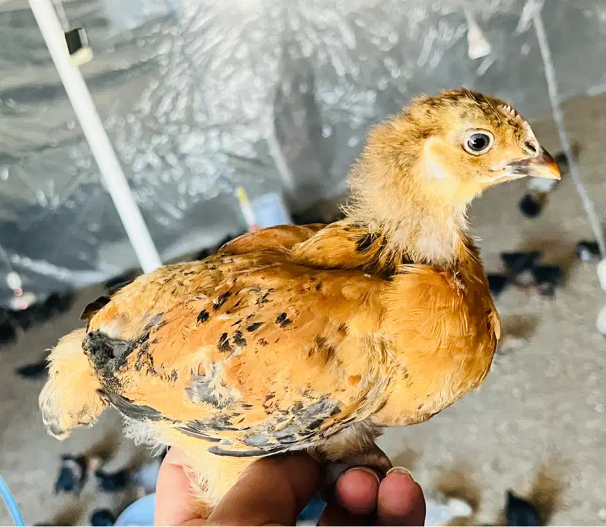 جوجه مرغ وخروس محلی واکسن خورده|حیوانات مزرعه|شیراز, دروازه قران|دیوار