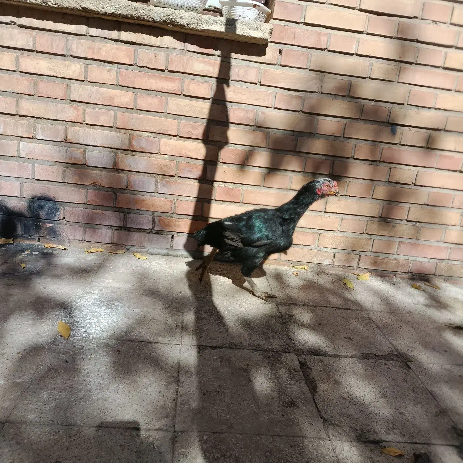 مرغ لاری|حیوانات مزرعه|ملایر, |دیوار