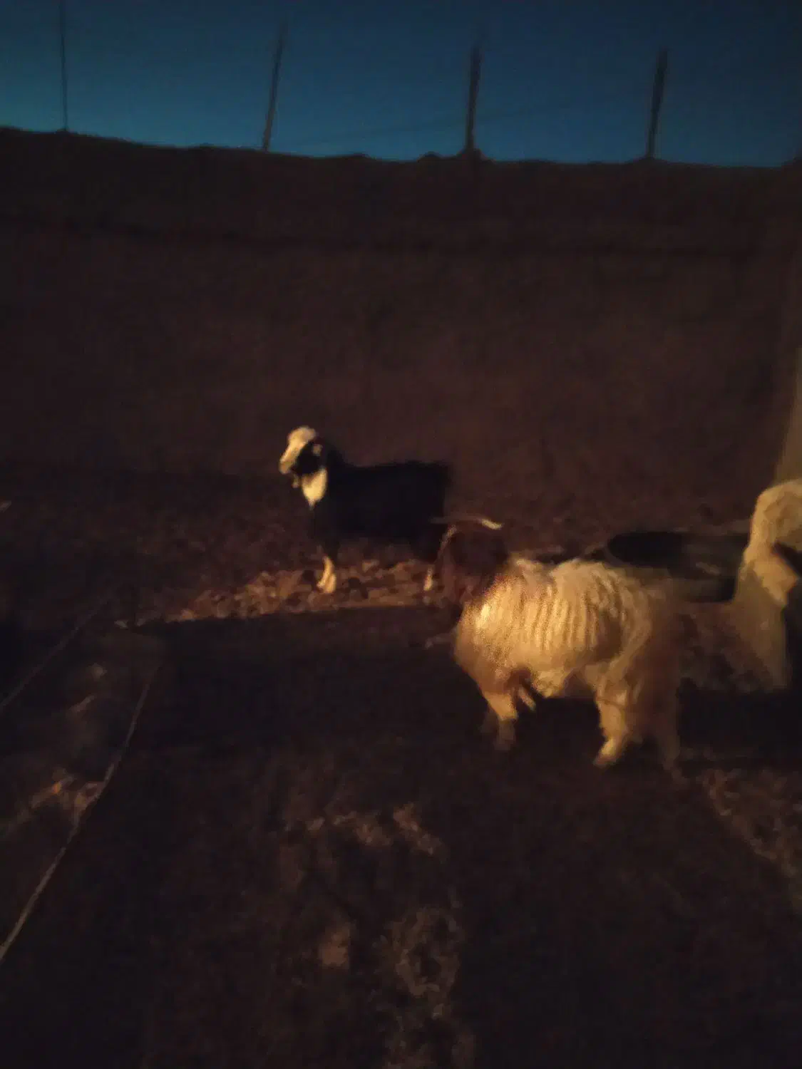 بزغاله‌نر‌چاق|حیوانات مزرعه|قائن, |دیوار