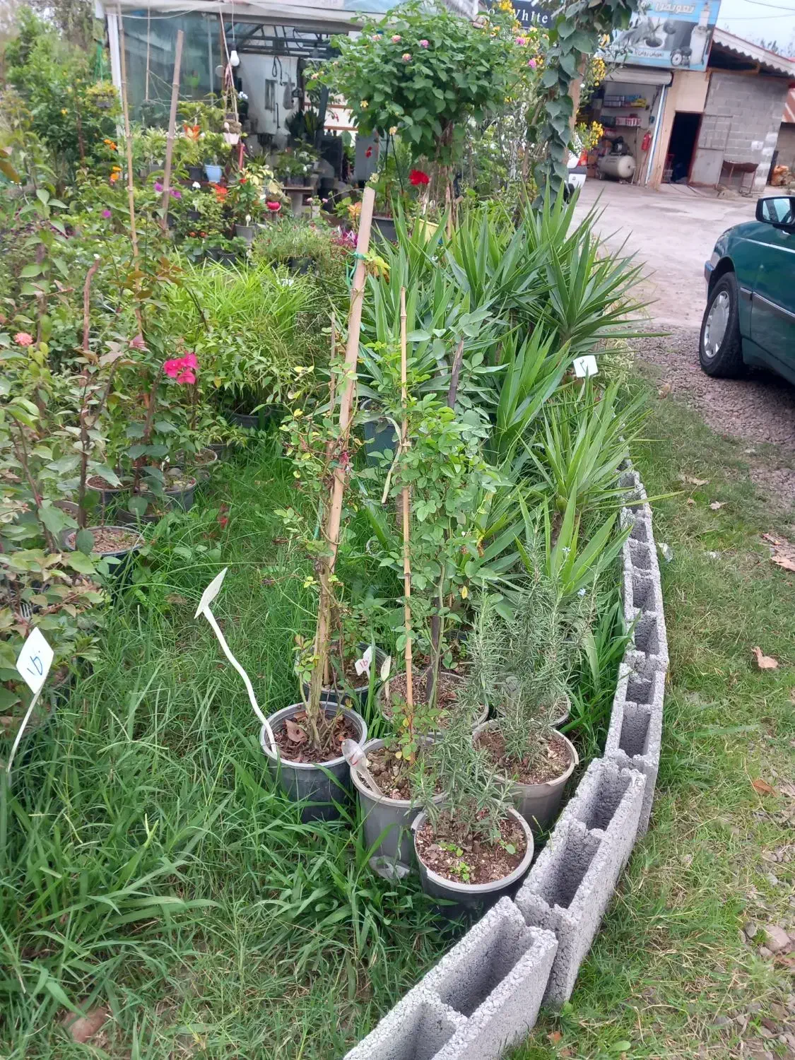 انواع گل های مختلف و اپارتمانی|گل و گیاه طبیعی|سنگر, |دیوار