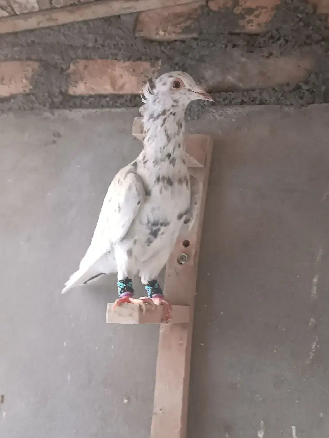 سارکاکلی|پرنده|آشخانه, |دیوار