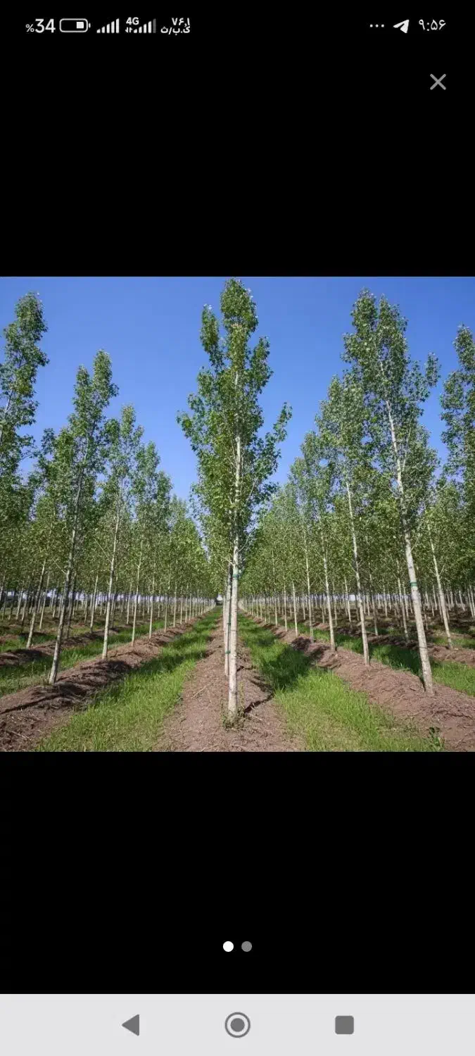 فروش نهال صنوبر|خدمات باغبانی و درختکاری|کوهنجان, |دیوار