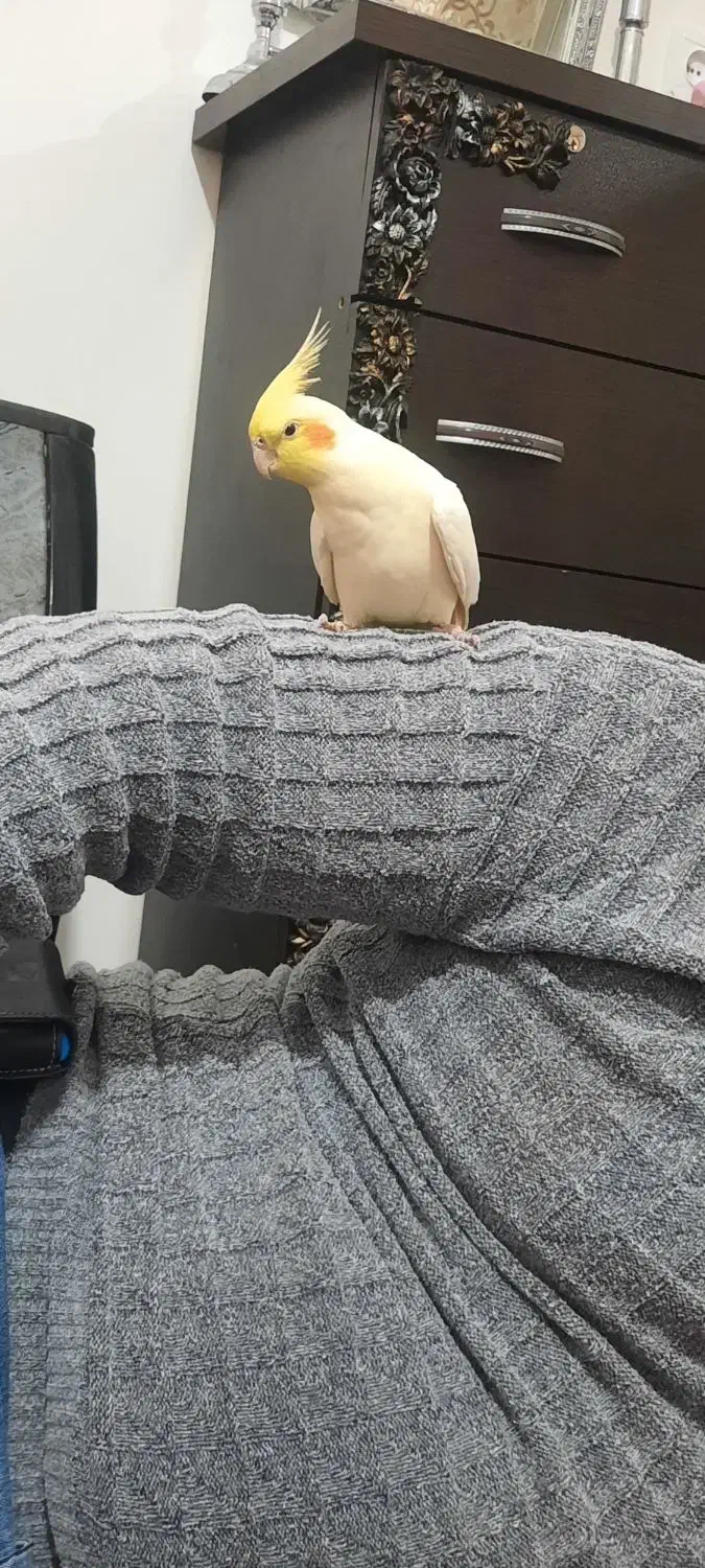 عروس هلندی|پرنده|سراب, |دیوار