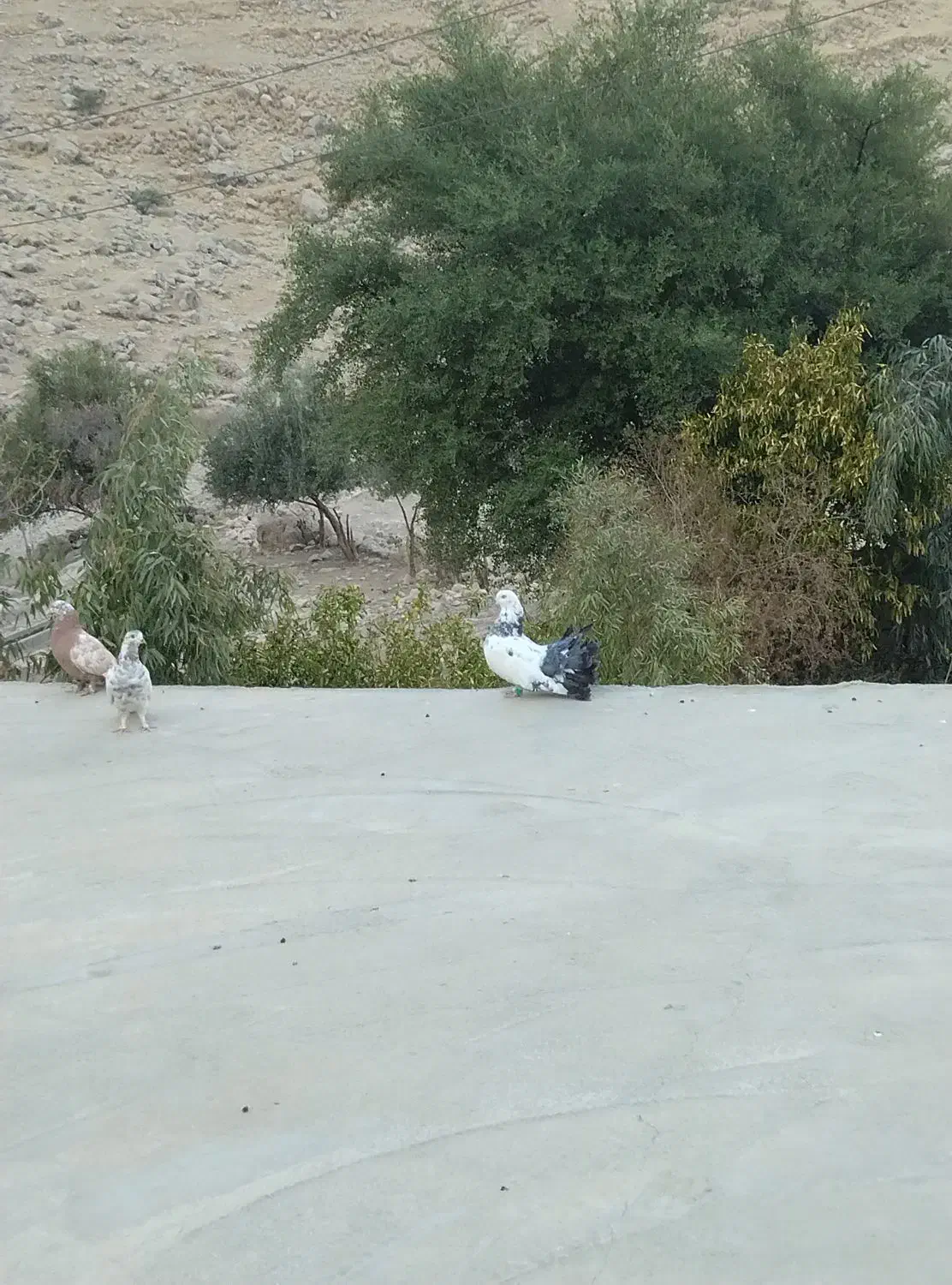 کبوتر دم چتری|پرنده|باغ ملک, |دیوار