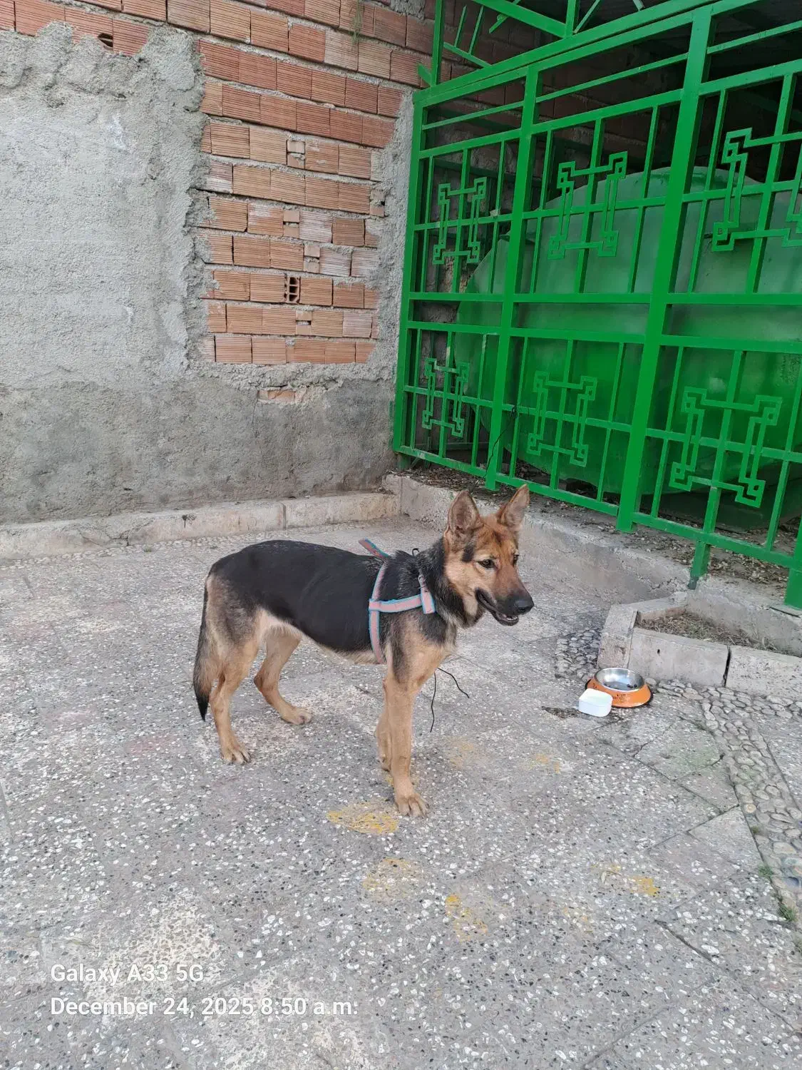 سگ گمشده|سگ|گرگان, |دیوار