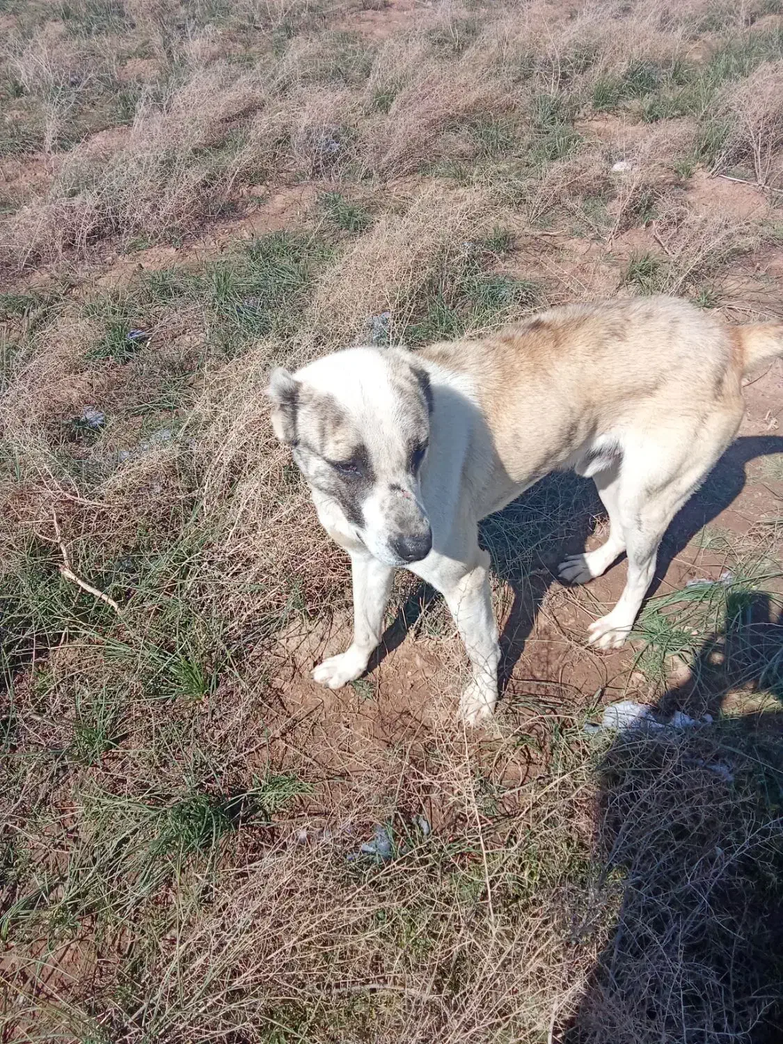 گمشده سگ|سگ|تربت جام, شهید مدرس|دیوار