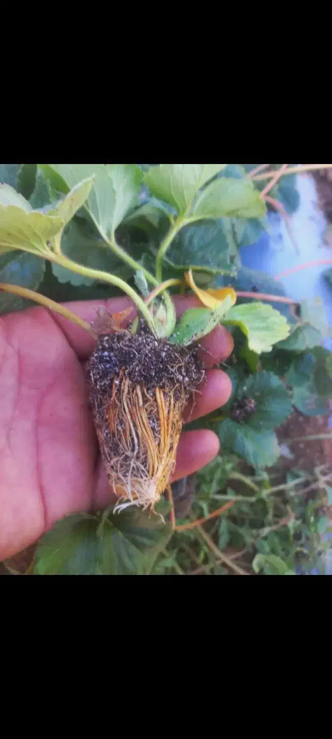 فروش انواع رقم های نهال توت فرنگی ارسال به همه جا|گل و گیاه طبیعی|رستم, |دیوار