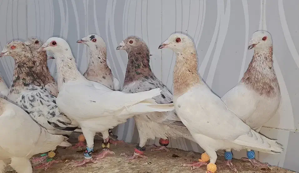 ۱۶تاسار گردن زرد همه نر|پرنده|مشهد, قائم|دیوار