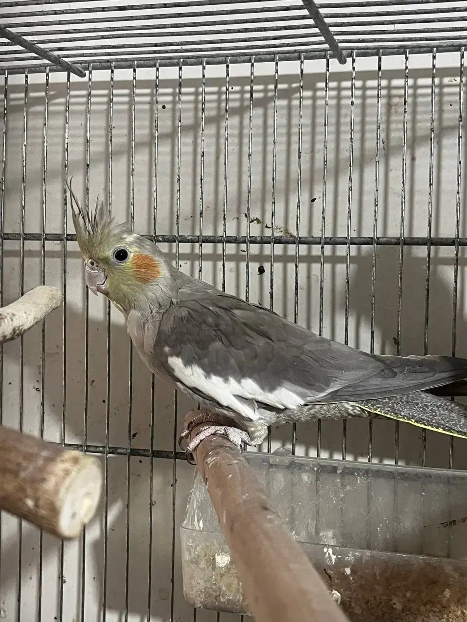 عروس هلندی ۶ماه|پرنده|تهران, خاوران|دیوار