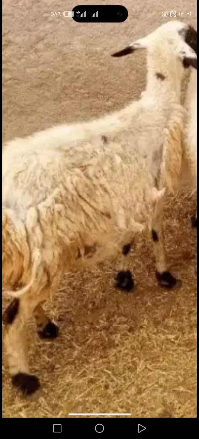 میش وبره|حیوانات مزرعه|یزد, |دیوار