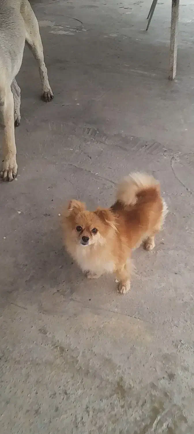 سگ پاکوتاه|سگ|گنبد کاووس, |دیوار