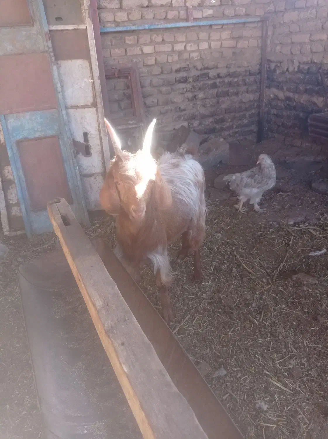 بزغاله نر 7ماهه به شرط سالمی|حیوانات مزرعه|فریمان, |دیوار