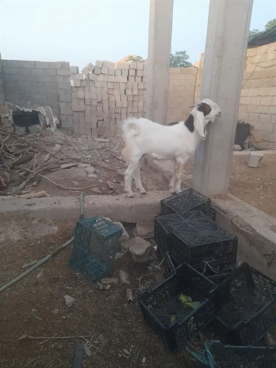 بیگ یا تیشتر نر افغانی داشتی|حیوانات مزرعه|مسجد سلیمان, |دیوار