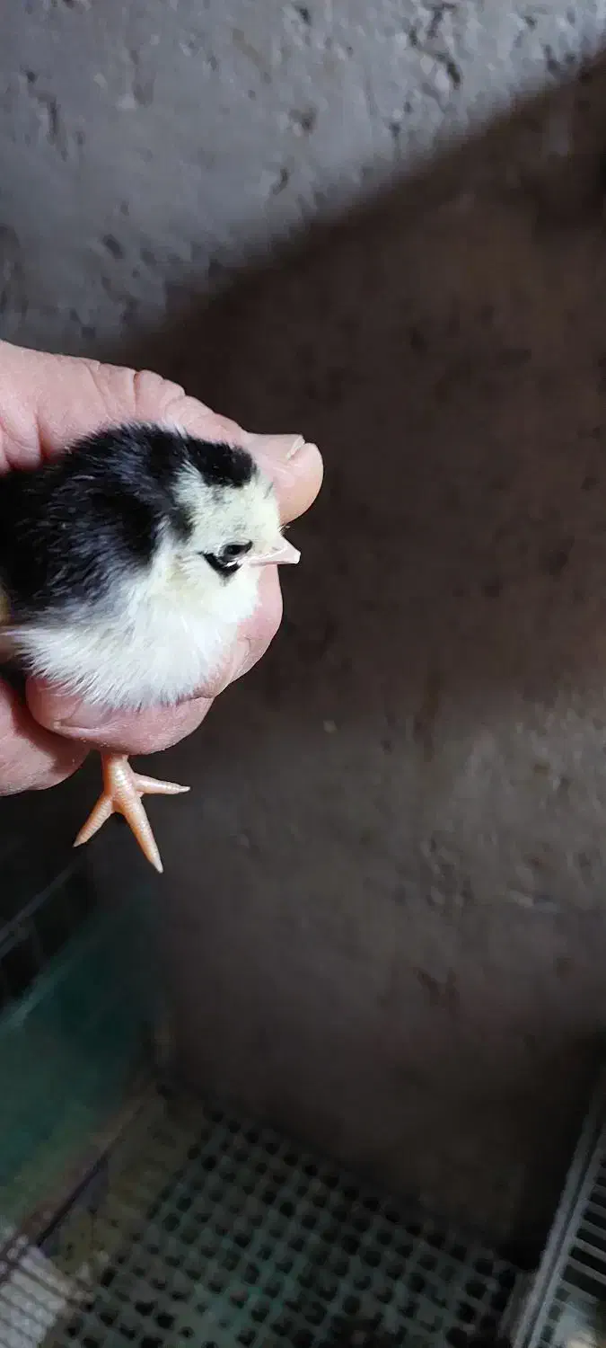 تخم نطفه دار گلین|حیوانات مزرعه|بابکان, |دیوار