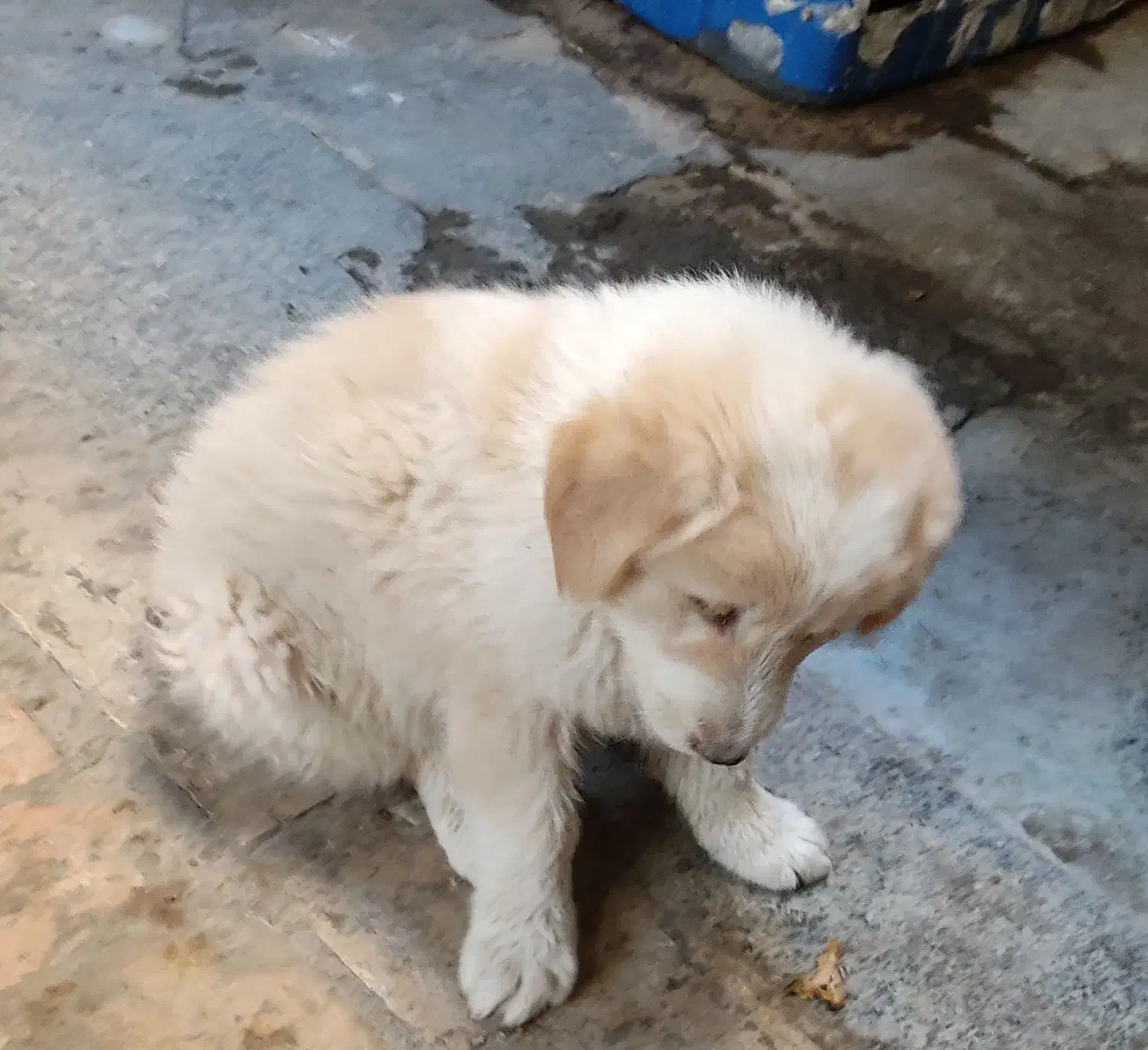 توله سگ نژاد اصیل|سگ|زاهدان, |دیوار