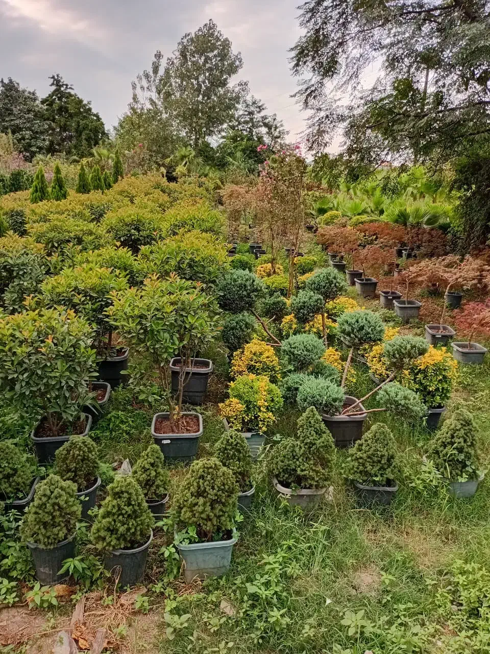 درختچه مورد پیوندی|گل و گیاه طبیعی|تهران, سازمان آب|دیوار