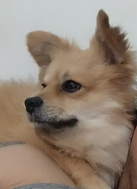 سگ پامر|سگ|ماهدشت, |دیوار