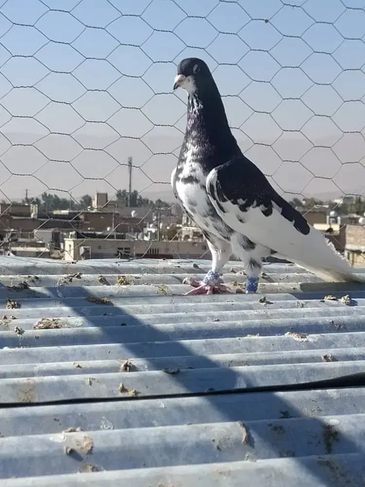 کبوتر یال گلدار نر|پرنده|فسا, |دیوار