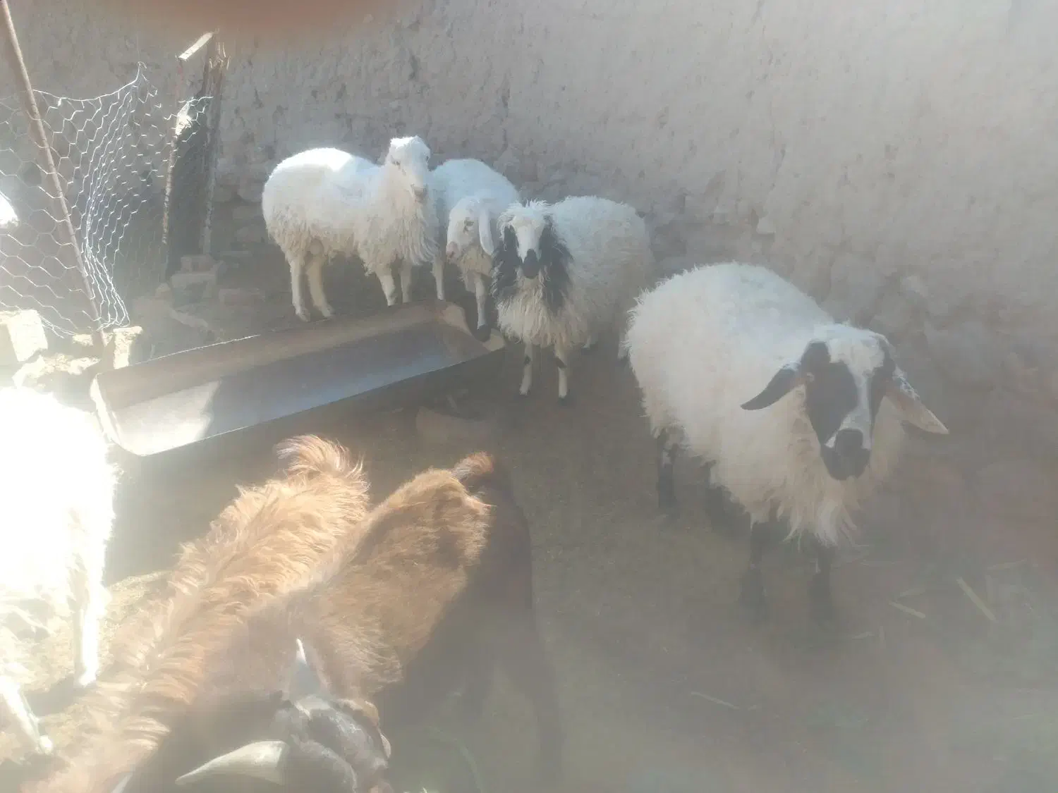 بره نر چاق|حیوانات مزرعه|سده (خراسان جنوبی), |دیوار