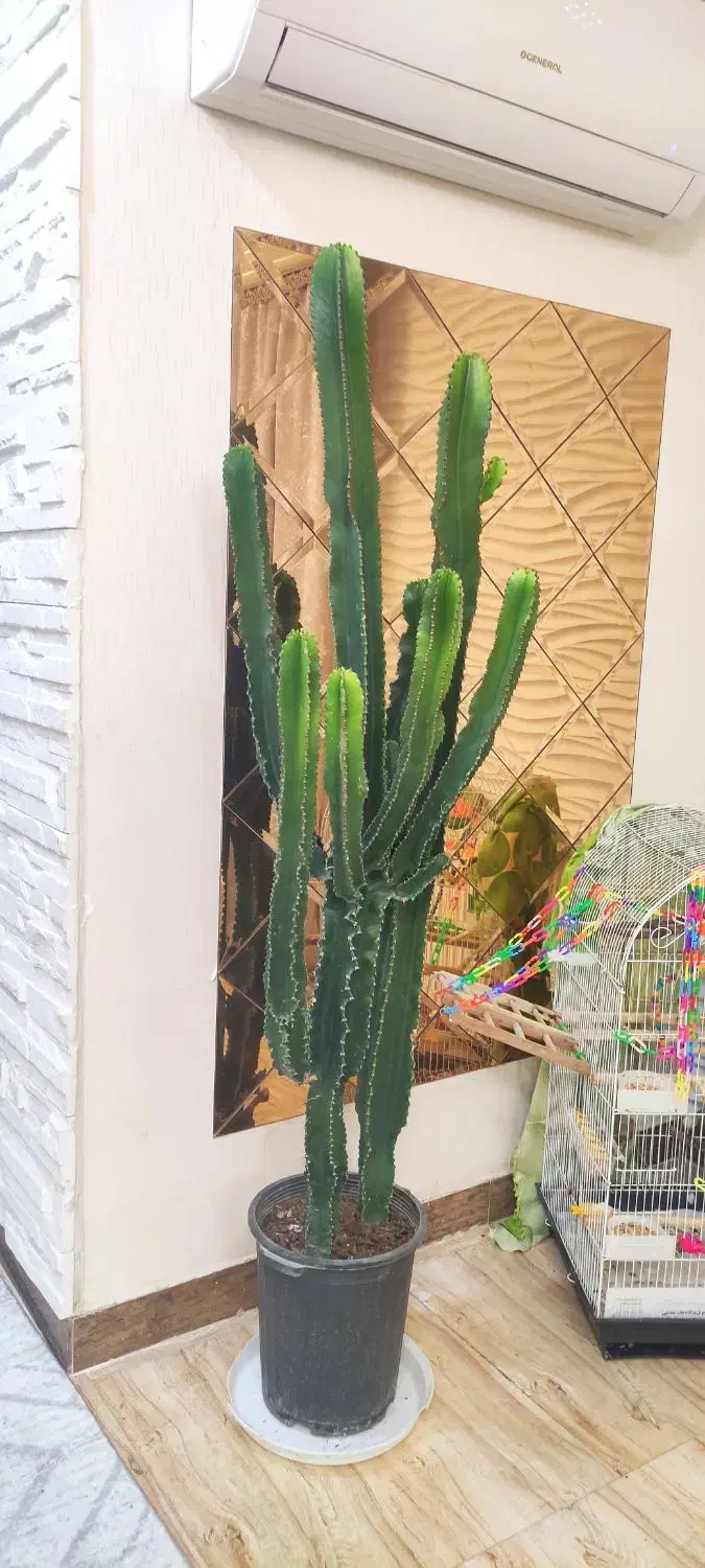 کاکتوس افوربیای سالم و شیک|گل و گیاه طبیعی|رشت, جهاد|دیوار