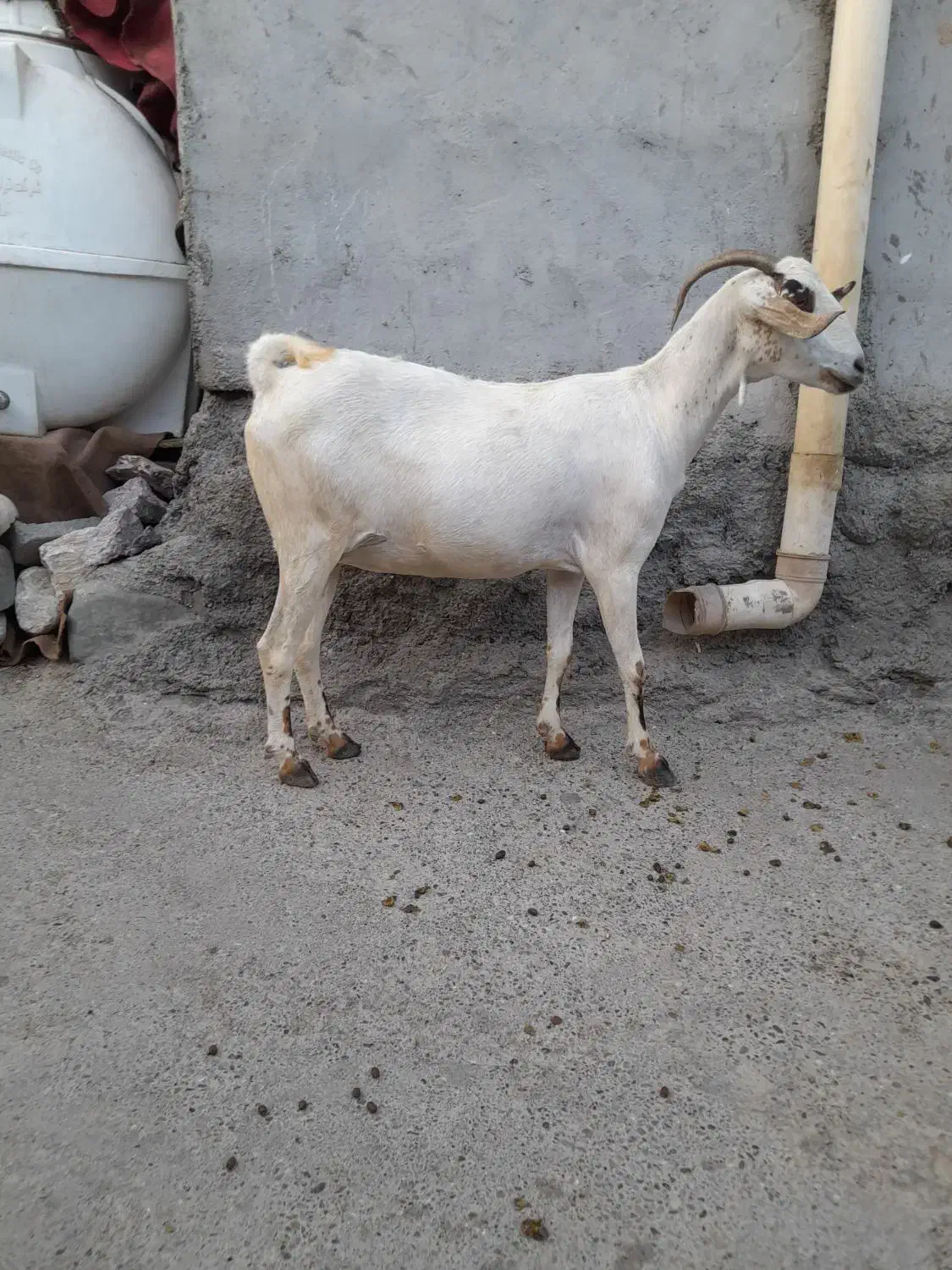 کهره سالم سرحال|حیوانات مزرعه|میناب, |دیوار