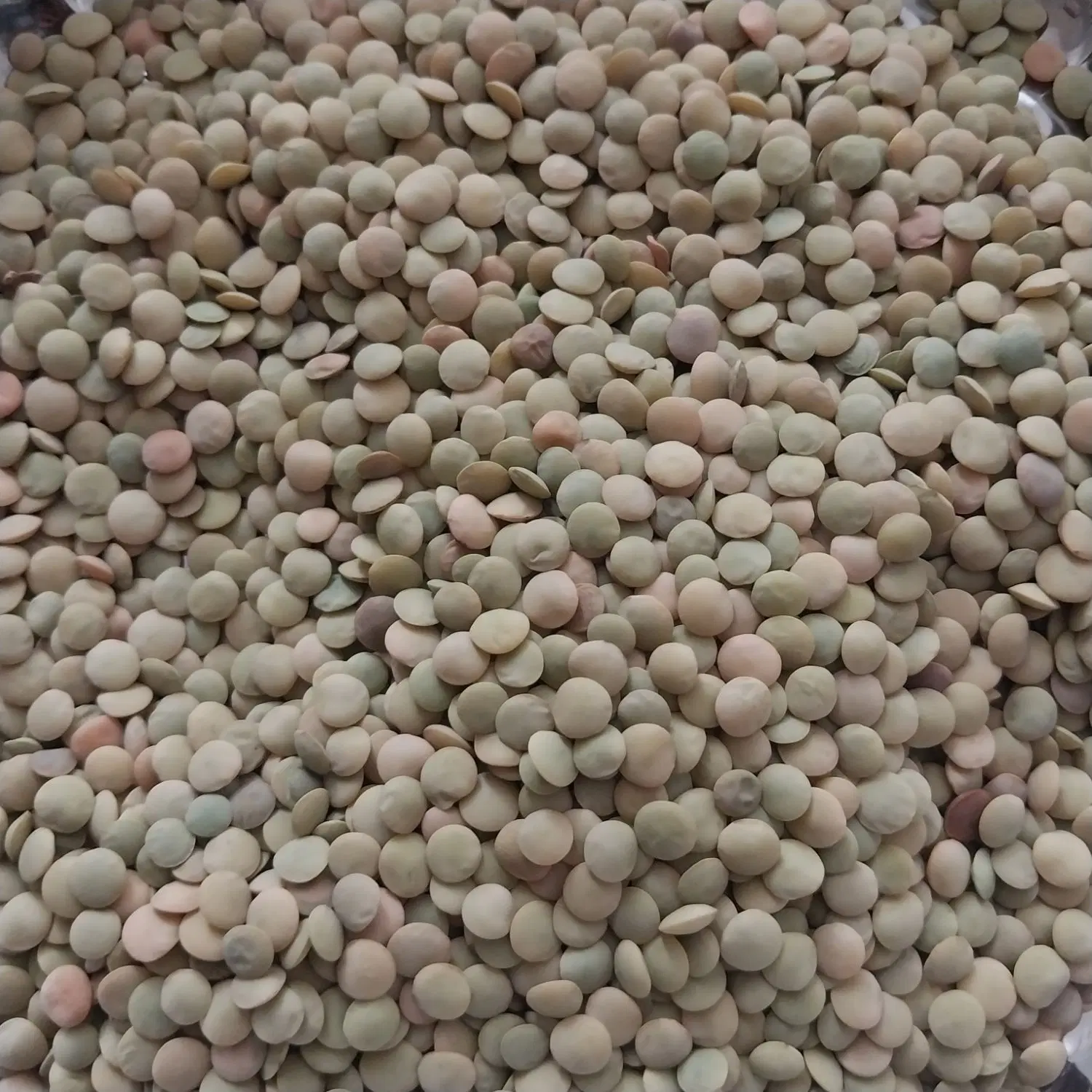 عدس|خوردنی و آشامیدنی|پاتاوه, |دیوار