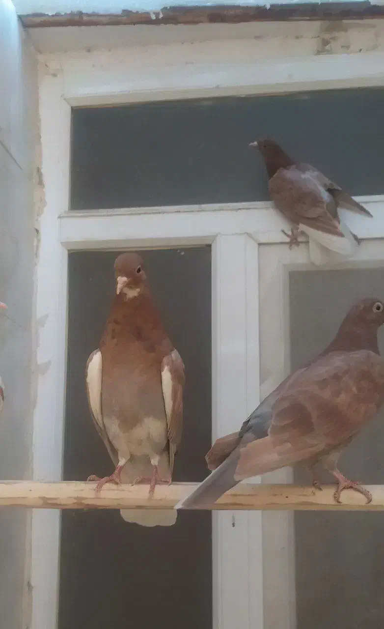 کبوتر|پرنده|اصفهان, بهارستان|دیوار