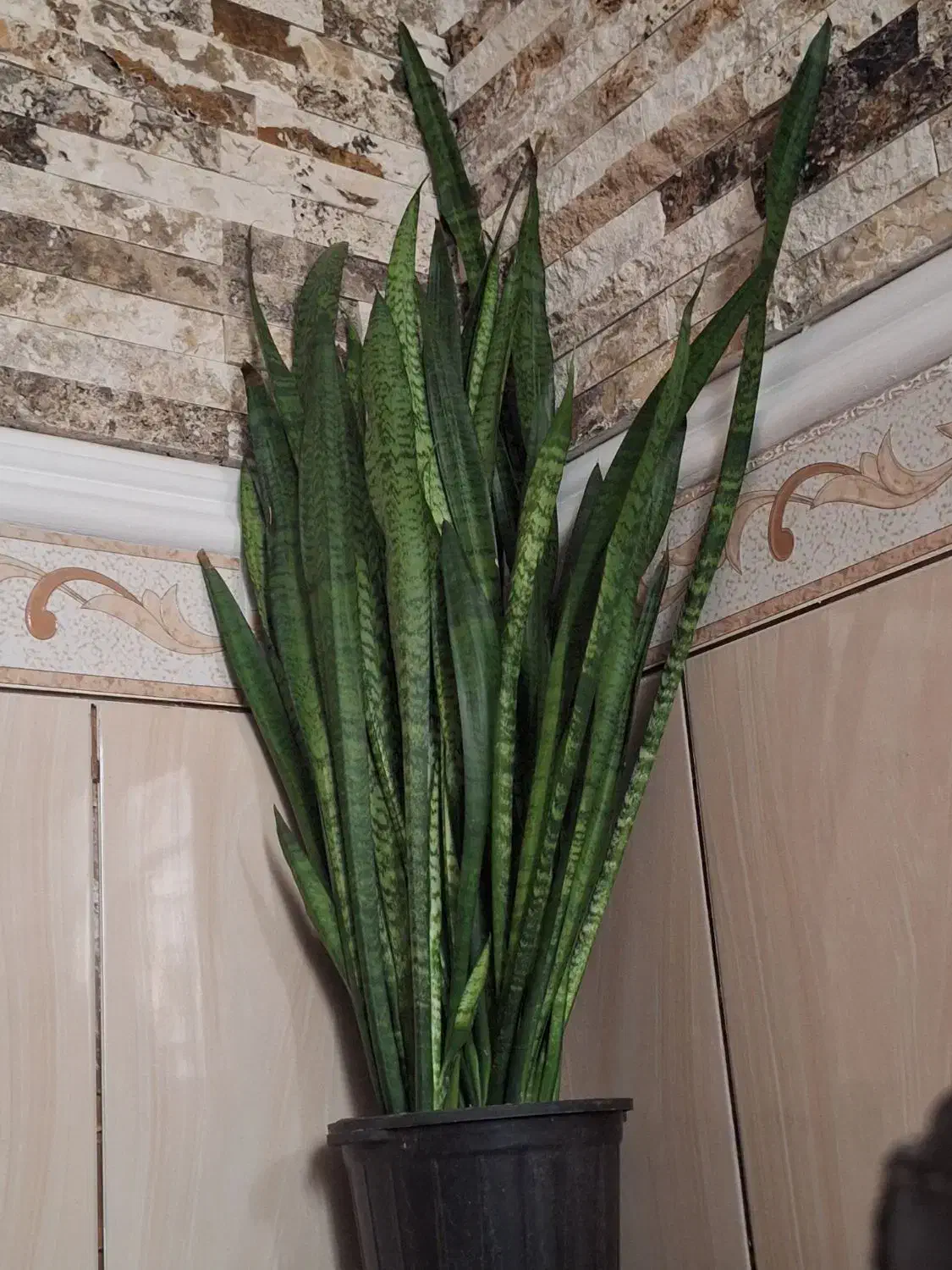 گل سانسوریا|گل و گیاه طبیعی|بندر کنگان, |دیوار