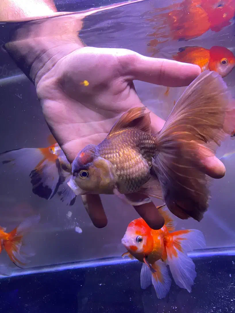 گلدفیش مولد گرید بالا|ماهی|تهران, صادقیه|دیوار