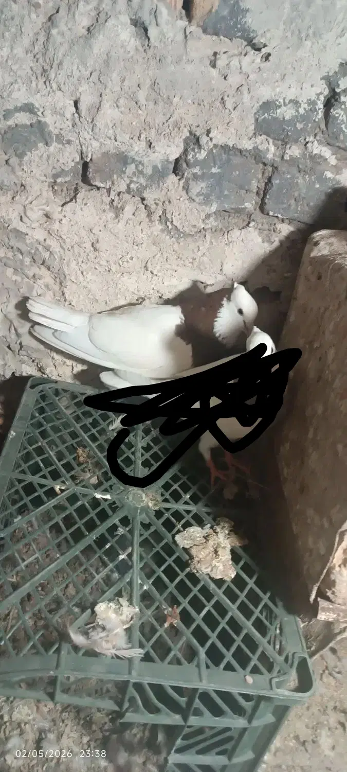 کفتر|پرنده|قائن, |دیوار