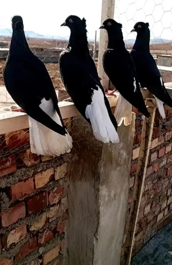 دم سفید|حیوانات|شاهرود, |دیوار