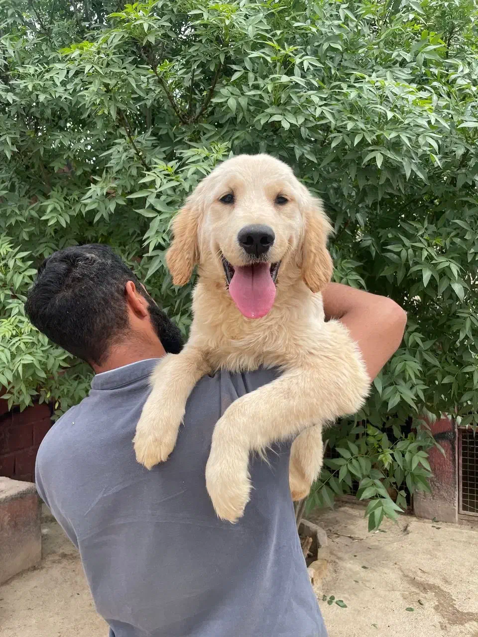 توله گلدن رتریور ۵ ماه|سگ|تهران, صادقیه|دیوار