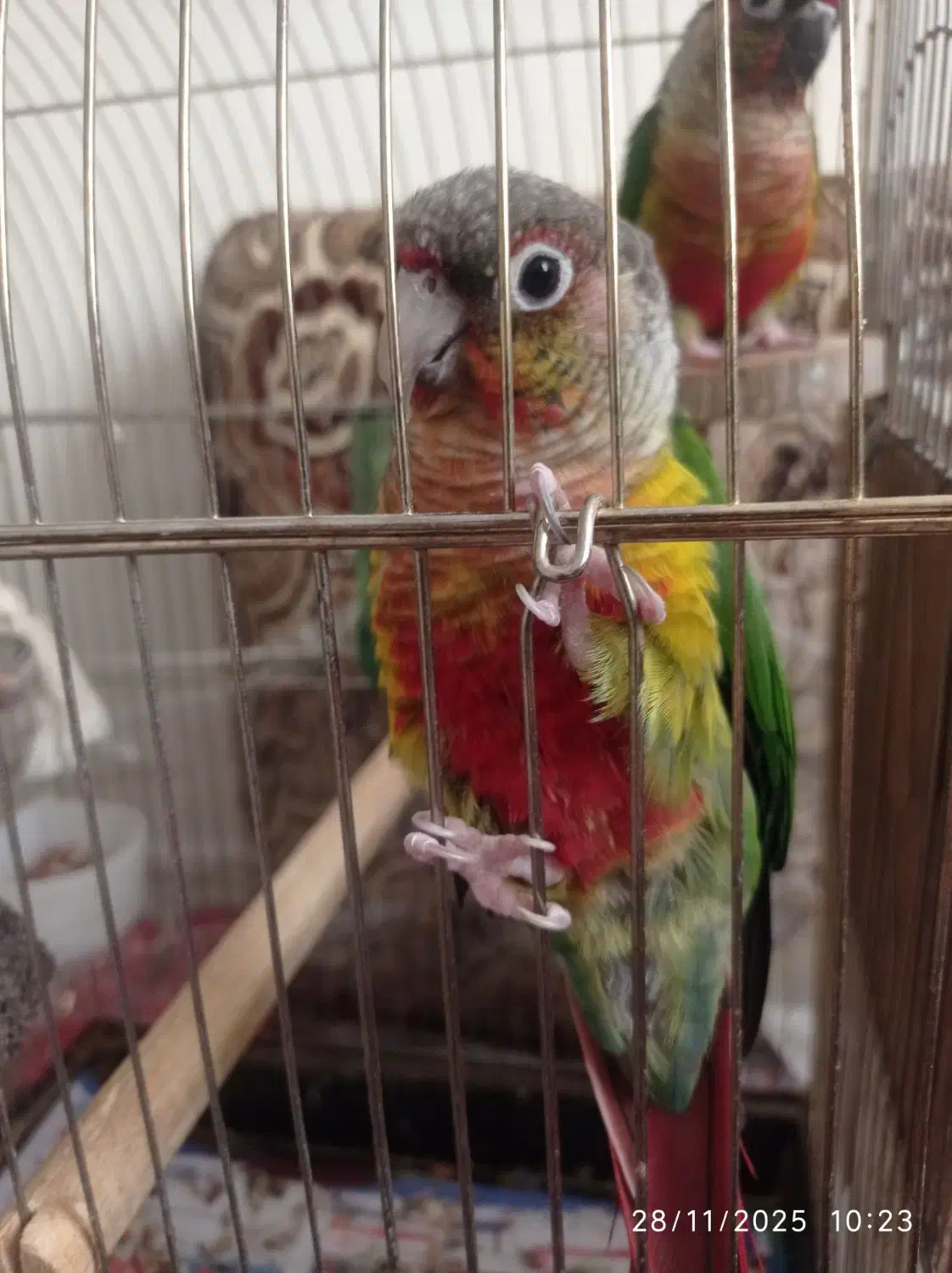 طوطی گرینچیک رام|پرنده|سنندج, |دیوار