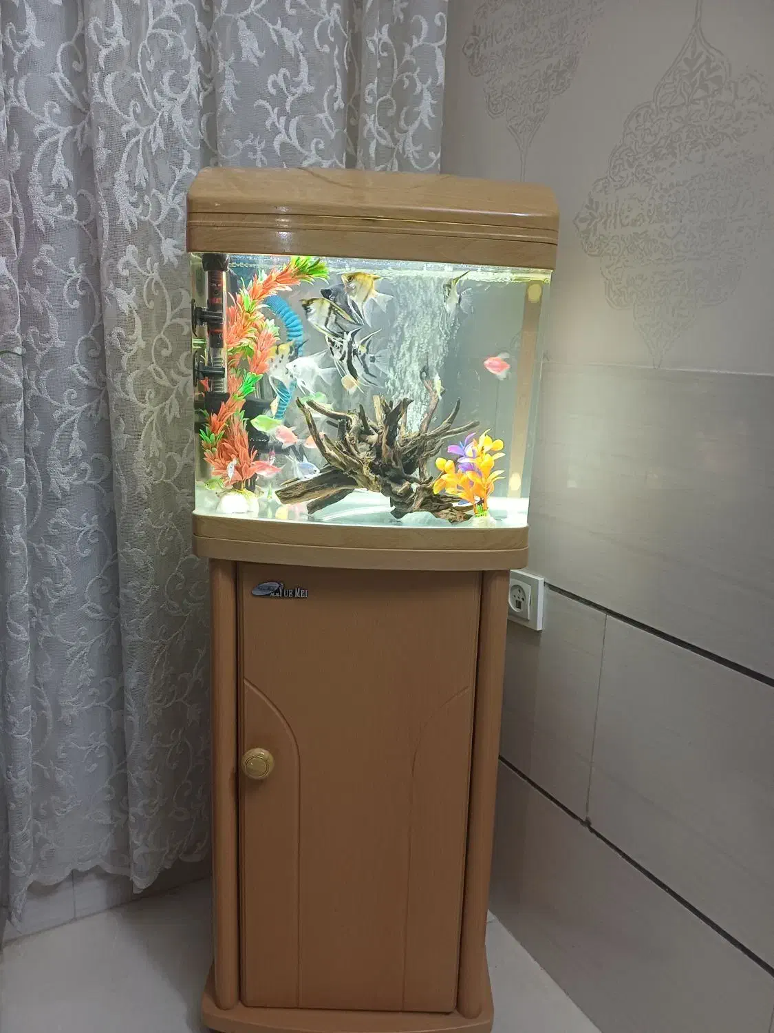 اکواریوم شرکتی یامی|ماهی|شیراز, شهرک رضوان|دیوار