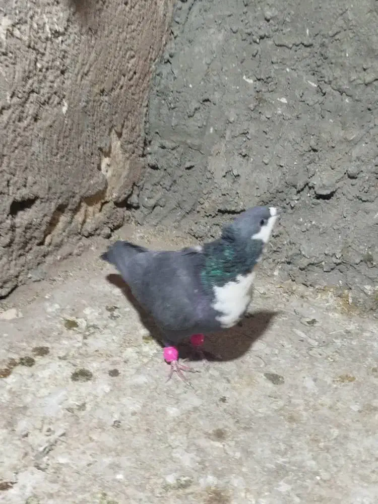 کفترسیاه سیندق|پرنده|رفسنجان, |دیوار