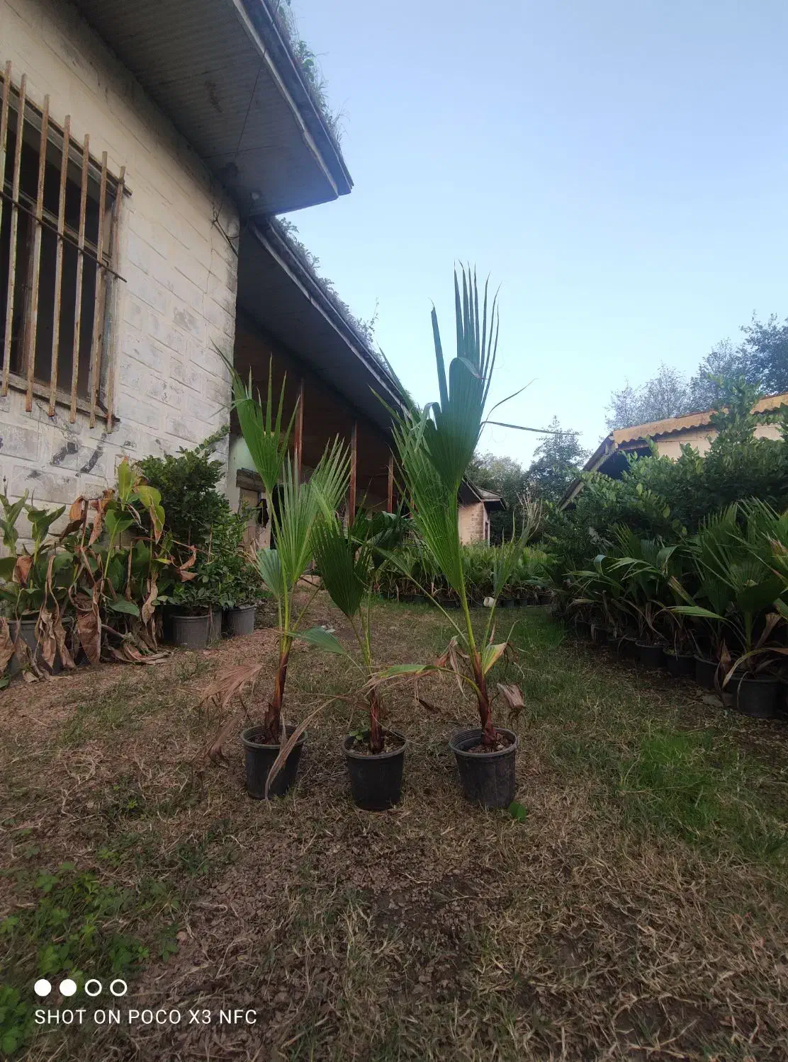 پایم ها سطح 4 موجود است|گل و گیاه طبیعی|رودبنه, |دیوار