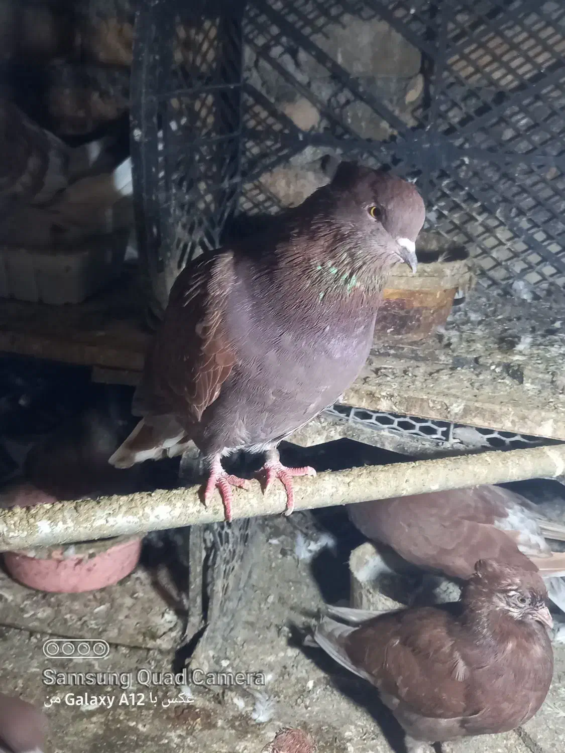 سرخ نوک سفید|پرنده|گرگان, |دیوار