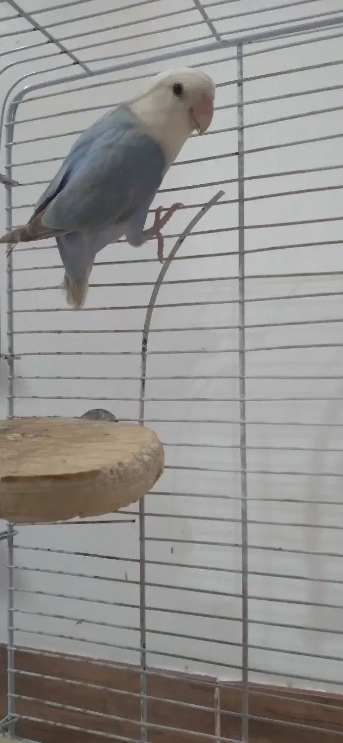 کوتوله برزیلی|پرنده|مهاجران, |دیوار