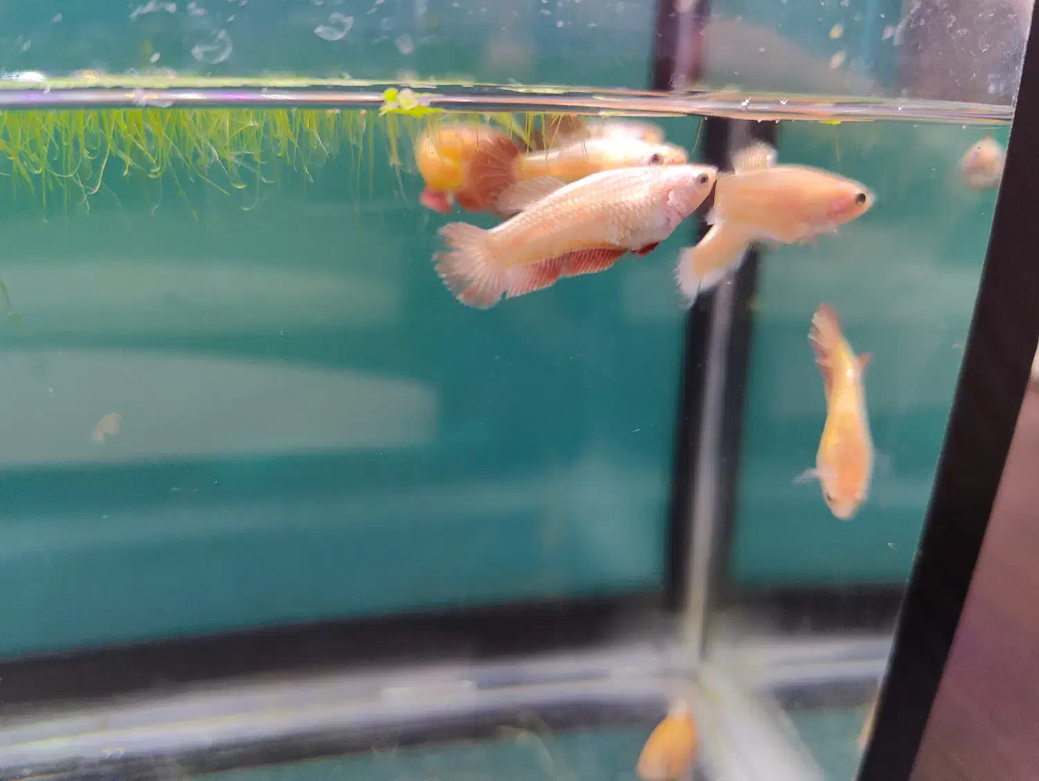 فایتر پلاکت|ماهی|تهران, تهرانسر شمالی|دیوار