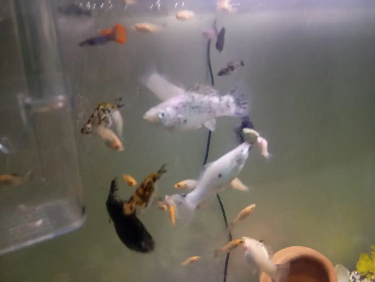 ماهی|ماهی|کرج, اخگرآباد|دیوار