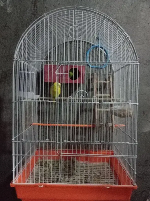 معاوضه نیستم ،(فروشی)|پرنده|قره ضیاالدین, |دیوار