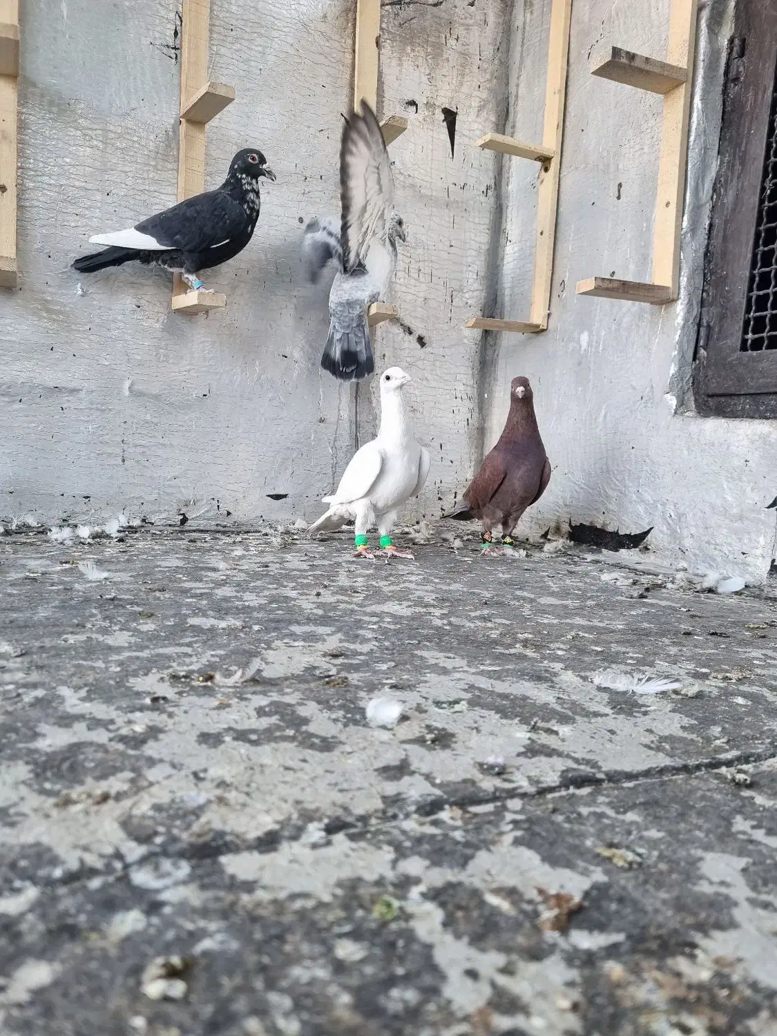 پرنده|پرنده|جغتای, |دیوار