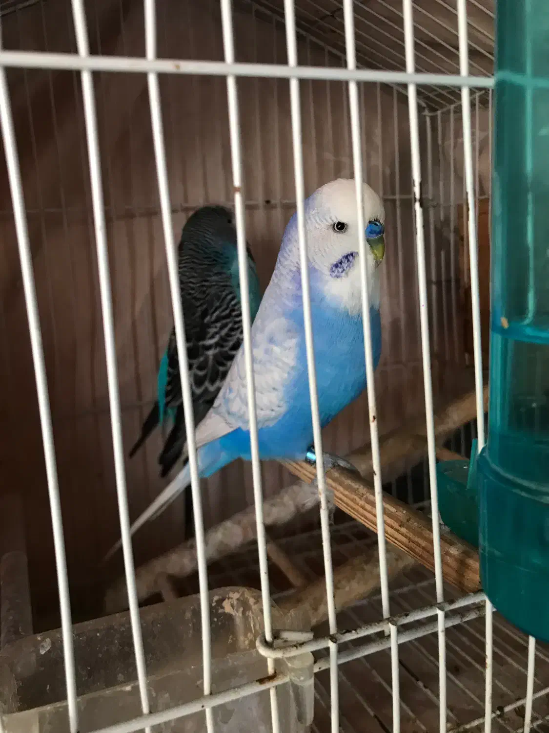 مرغ عشق انگلیسی|پرنده|بندر انزلی, پیل علی باغ|دیوار