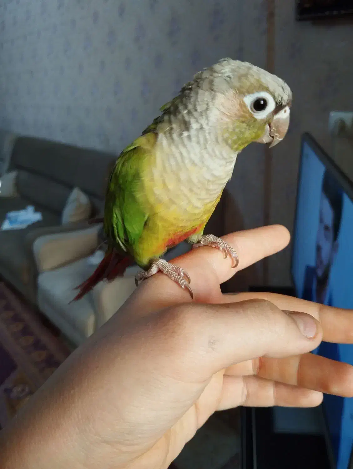 گرینچیک سخنگو و دستی|پرنده|ری, علایین|دیوار