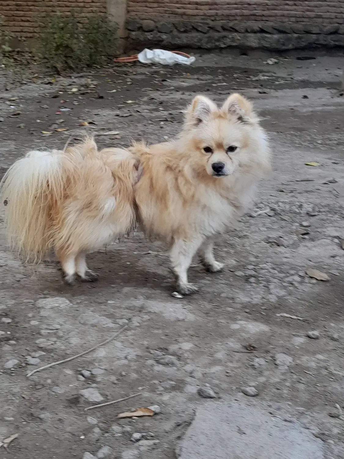 توله سگ نر دوساله|سگ|اردبیل, |دیوار