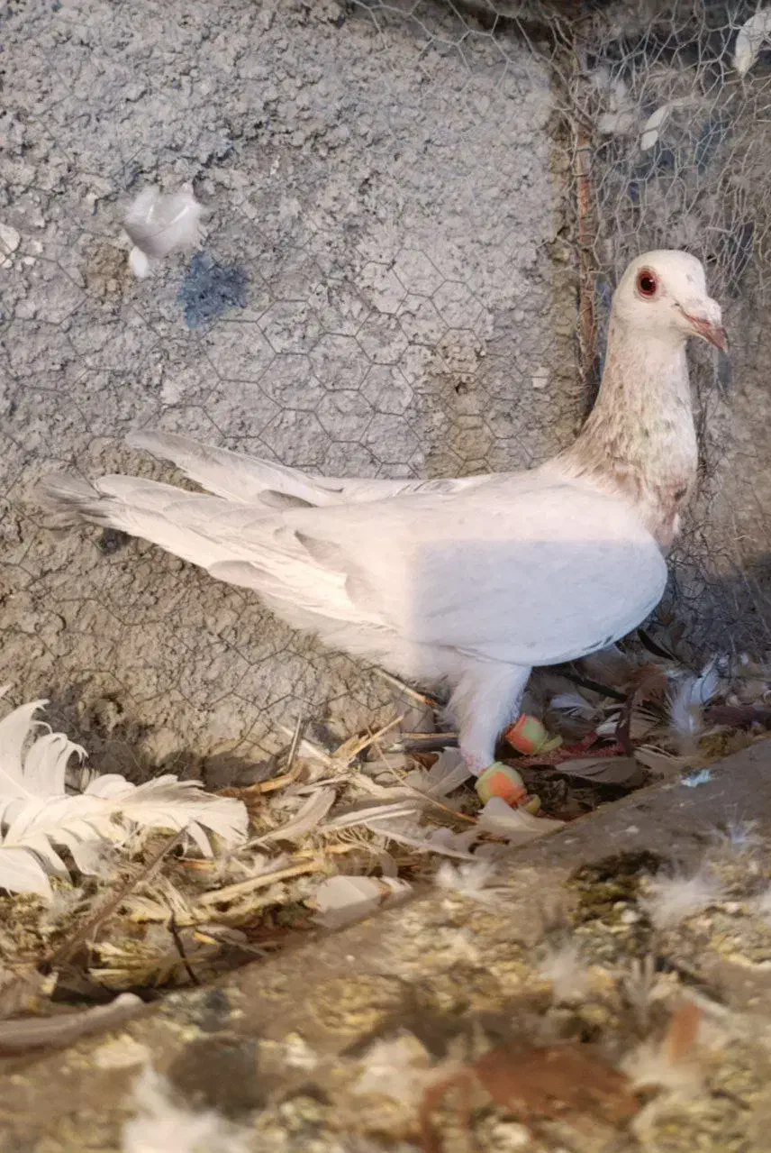 کفتر کله زرد|پرنده|یونسی, |دیوار