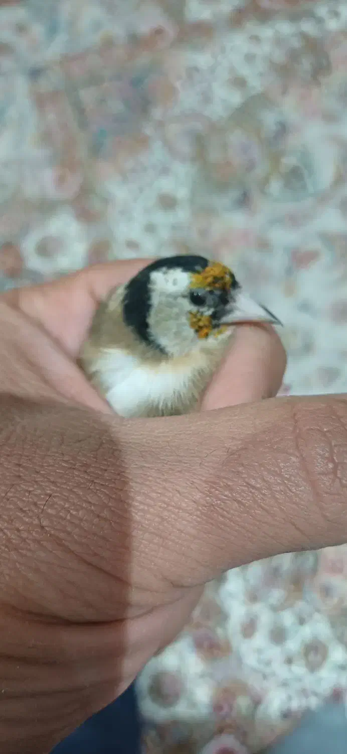 سهره|پرنده|خمین, |دیوار