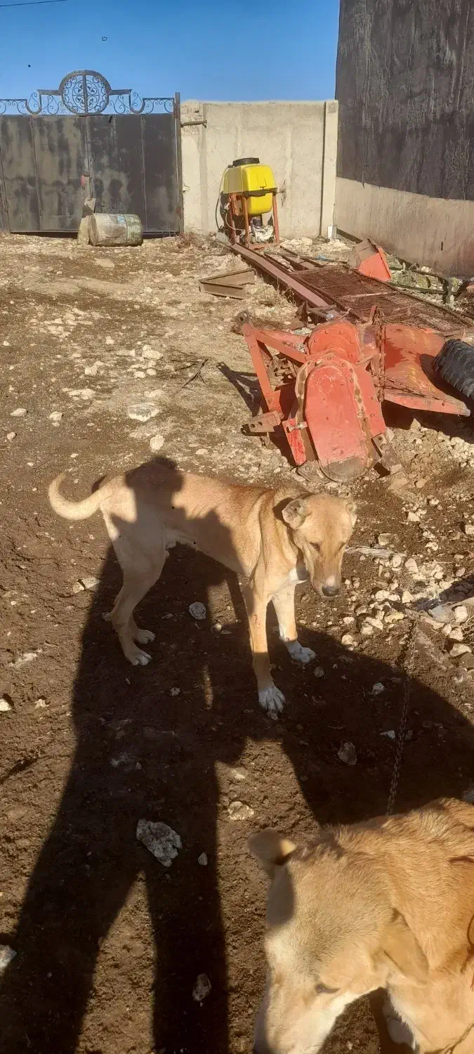 سگ نر|سگ|سردرود, |دیوار