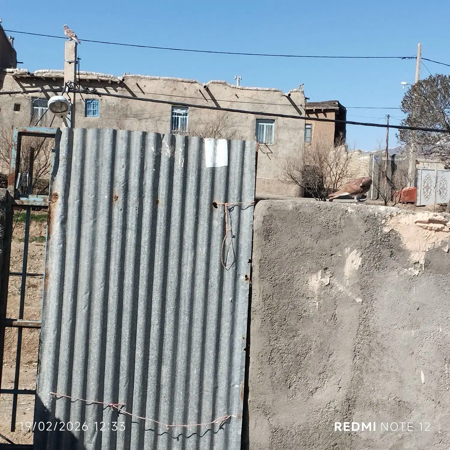 کبوتر|پرنده|نیشابور, فضل|دیوار